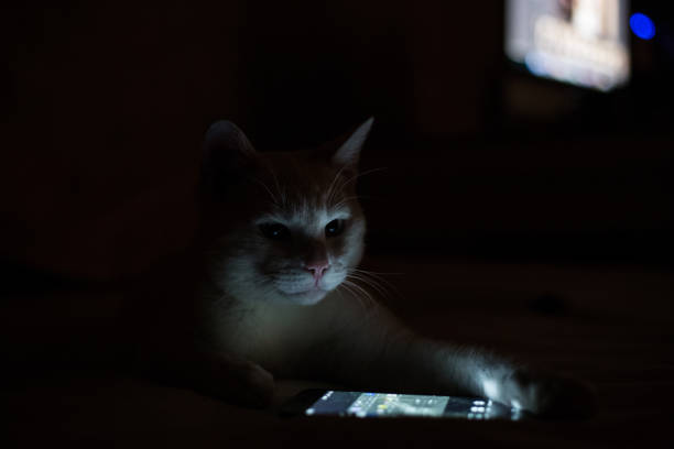 Cat watching a video for cats