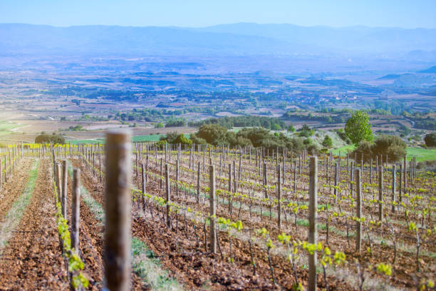 istock Vineyard at Rioja, in the spring. Spain 920016996