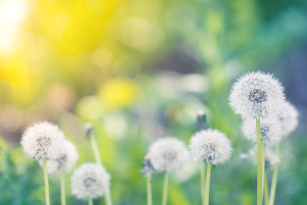 istock Dandelions in a field with a beautiful background and sunlight. Selective focus. 920017060