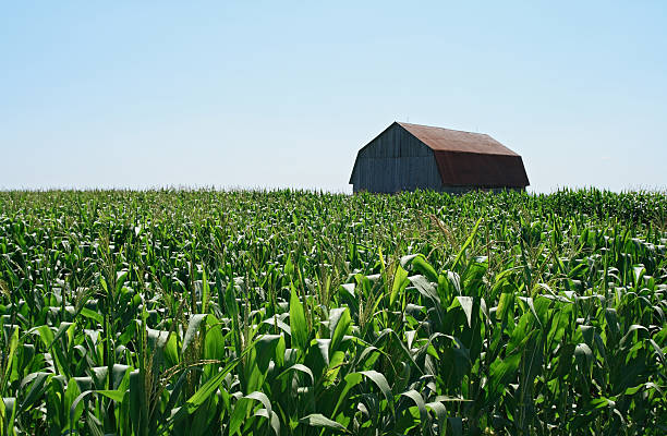 istock Wooden barn in green cornfield 92001788