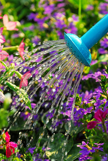 A watering pot watering flowers in a garden