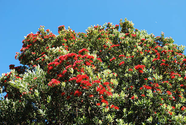 New Zealand Pohutukawa Tree in bloom with clear summer sky.