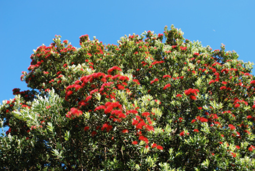 New Zealand Pohutukawa Tree in bloom with clear summer sky.
