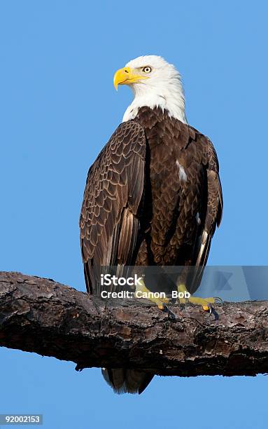 Águila Calva Posición Elevada En Una Extremidad Foto de stock y más banco de imágenes de Aire libre - Aire libre, Animales salvajes, Ave de rapiña