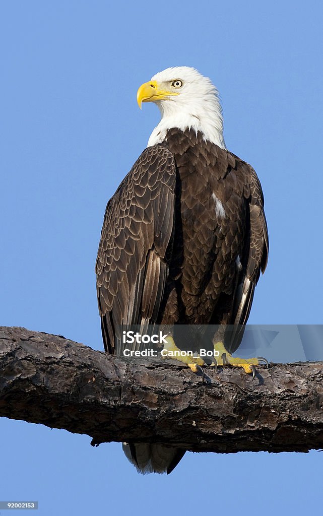 Bald Eagle Perching on a limb  Animal Wildlife Stock Photo