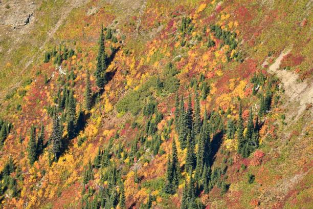 istock Autumn Colors in Glacier park 920024308