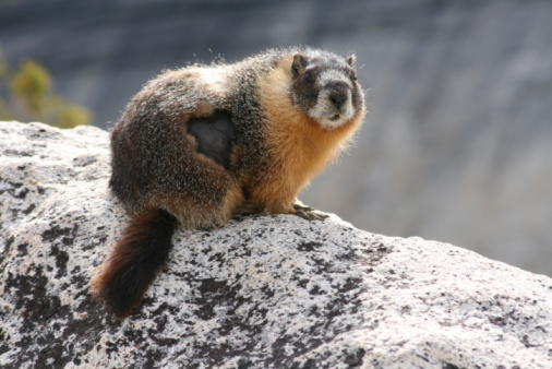 Marmot groundhog in Yosemite National Park. He has a heart-shaped bare spot on his coat. Friendly wildlife encounter.