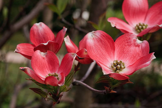 istock flowers of Cornus florida 92002605