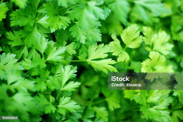 Fresh Ingredients Parsley Stock Photo - Download Image Now - Parsley, Cow Parsley, Freshness