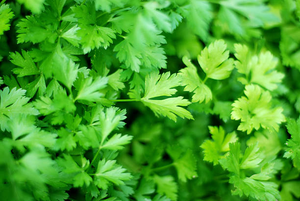 свежие ингредиенты: петр�ушка - parsley стоковые фото и изображения