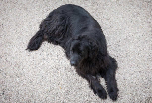 istock Bernese Mountain Dog sitting in the yard 920027314