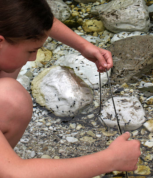 estudo de tadpoles & tal. - tadpole frog human hand young animal imagens e fotografias de stock