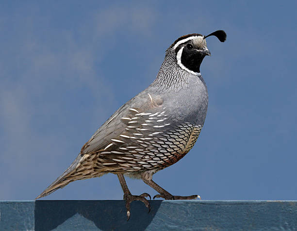istock A California quail sitting on a ledge 92002898