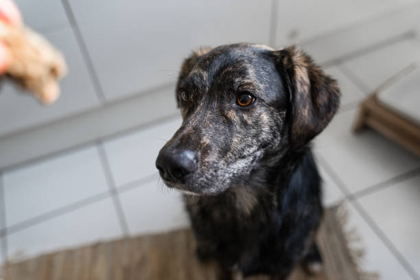istock young australian shepherd dog puppy with big eyes gets a cookie 920030684