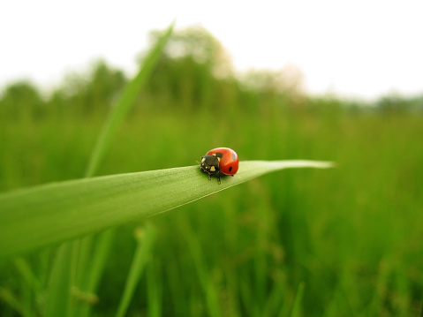 A ladybug hunts tiny aphids on an infested plant.