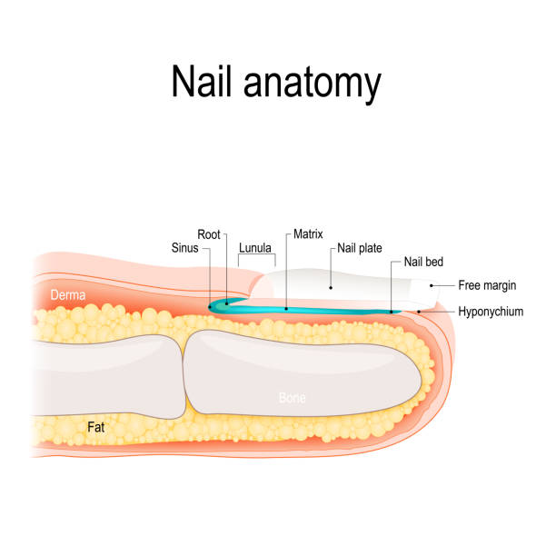 illustrazioni stock, clip art, cartoni animati e icone di tendenza di anatomia delle unghie - toenail