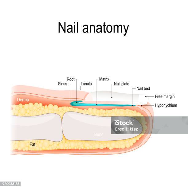 Nail Anatomy Stock Illustration - Download Image Now - Fingernail ...