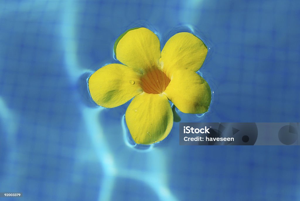 Тропический цветок - Стоковые фото Бассейн роялти-фри