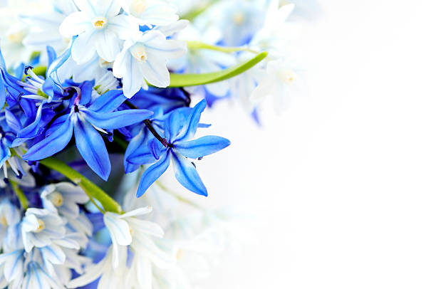 istock Beautiful blue and white spring flowers 92003519