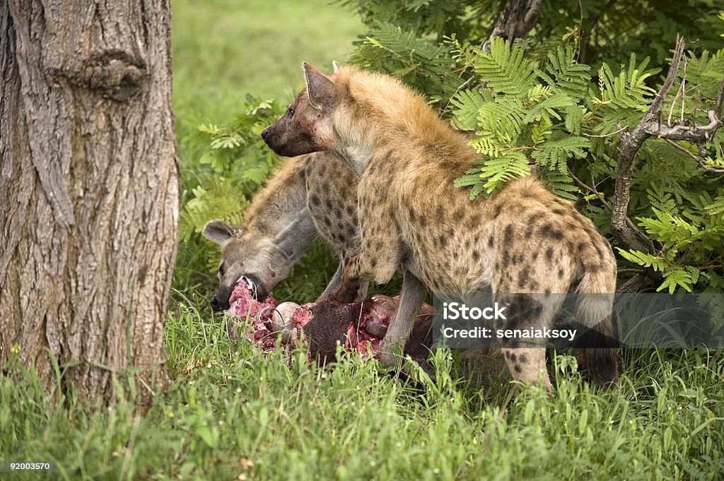 Two Hungry Hyenas Are Eating Dead Animal Stock Photo - Download Image Now - Africa, Animal, Animal Blood - iStock Two Hungry Hyenas Are Eating Dead Animal Stock Photo - Download Image Now - Africa, Animal, Animal Blood - iStock
