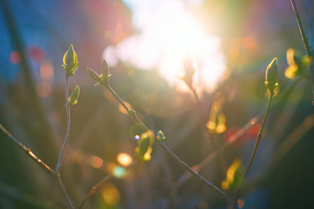 istock Beautiful spring garden background with fresh green buds in the evening sunlight 920037800