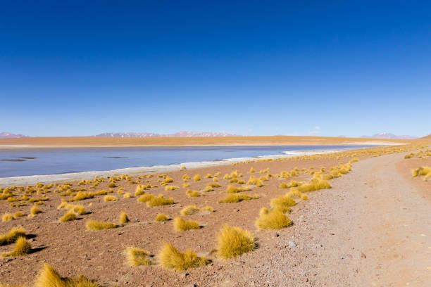 istock Bolivian lagoon view,Bolivia 920038180