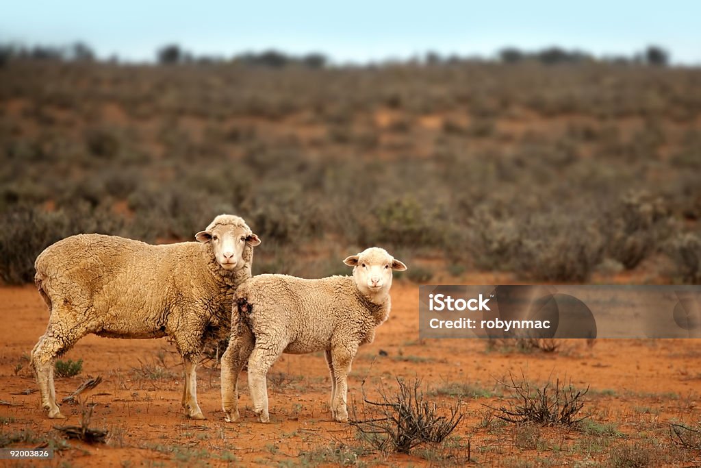 Outback-Schaf - Lizenzfrei Australien Stock-Foto