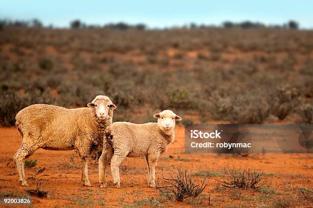 Outbackschaf Stockfoto und mehr Bilder von Australien - Australien, Schaf, Australische Kultur