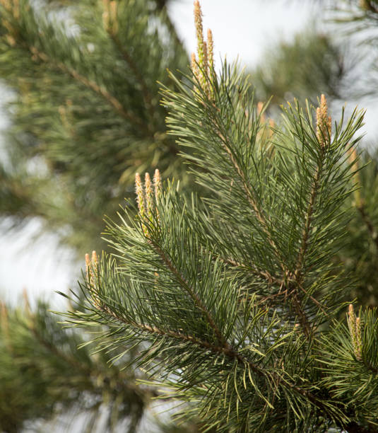 istock Beautiful green coniferous tree in nature 920038414