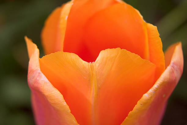 tulipano arancione, primo piano - close to moving up single flower flower foto e immagini stock