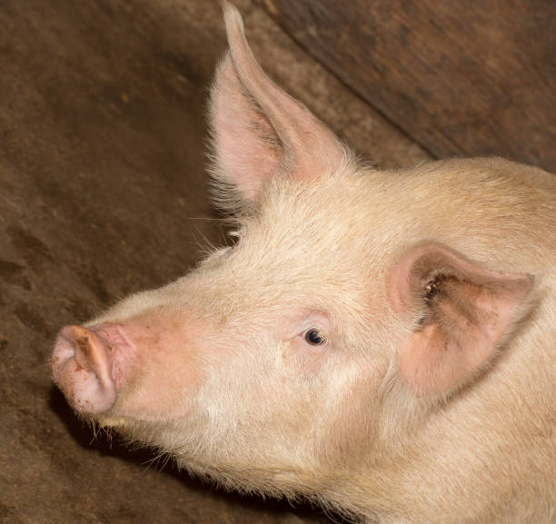 istock portrait of a pig farm 920040706