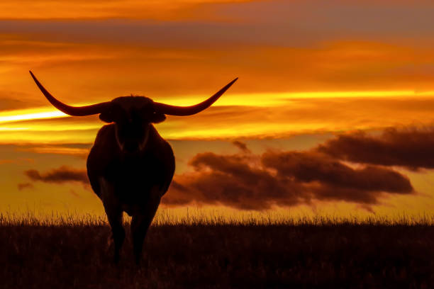 longhorns bei sonnenuntergang - texas longhorn cattle horned cattle farm stock-fotos und bilder