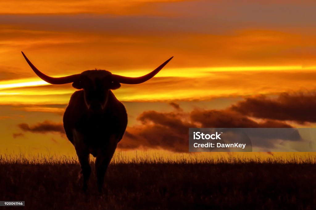 Longhorns at Sunset 3 Longhorns silhouetted against a colorful sunset. Texas Stock Photo