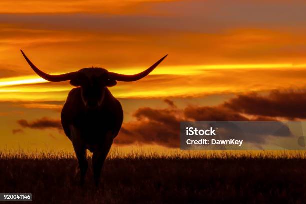 Longhorns At Sunset Stock Photo - Download Image Now - Texas, Texas Longhorn Cattle, Ranch