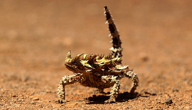 heikle devil - thorny devil lizard stock-fotos und bilder