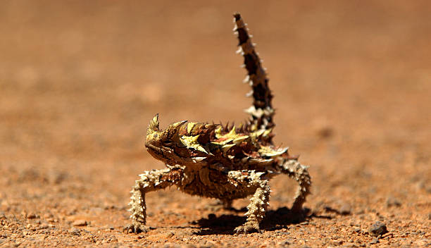 diavolo spinoso - thorny devil lizard australia northern territory desert foto e immagini stock