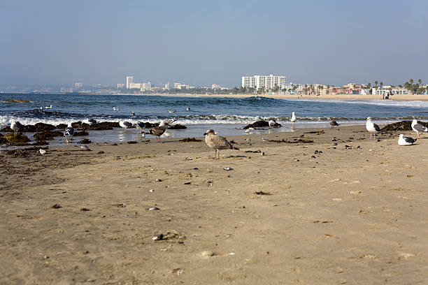 Polluted Beach, Venice California stock photo