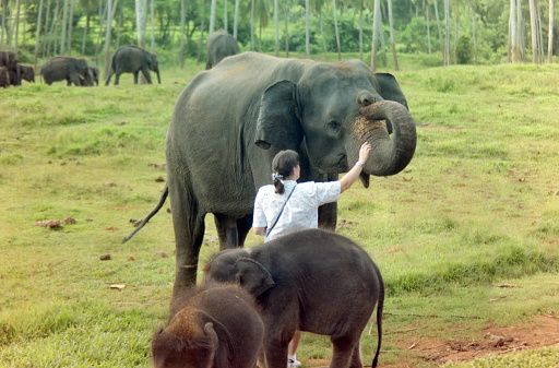 Rambukkana, Sri Lanka - July 1990. Nearby Rambukkana at the Pinnawala orphanage a courage young woman has made a friendship with the elephant.