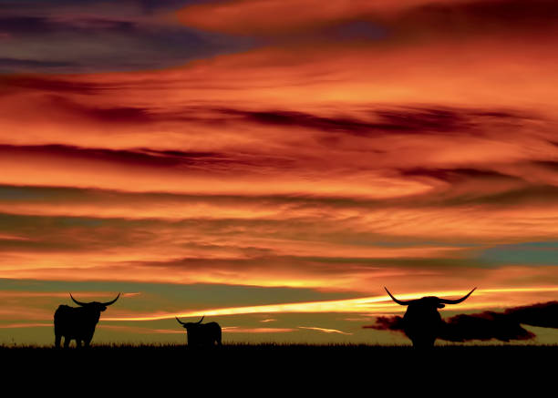 tre longhorn al tramonto - texas longhorn cattle horned cattle farm foto e immagini stock