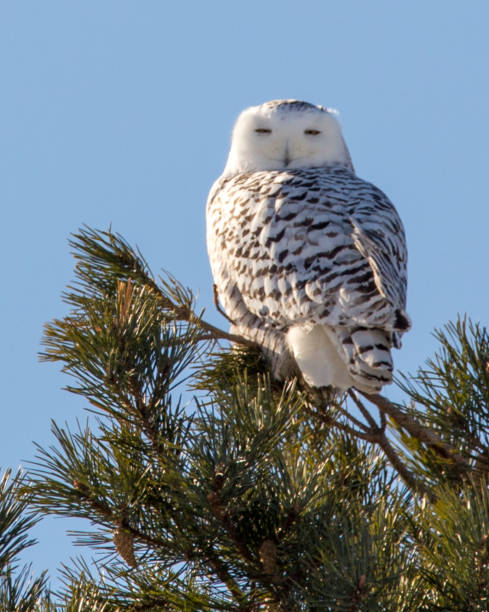 istock snowy female owl in pine tree 920047158