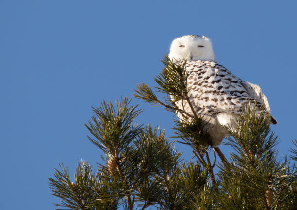 istock Snowy owl hunting in pine tree 920047226