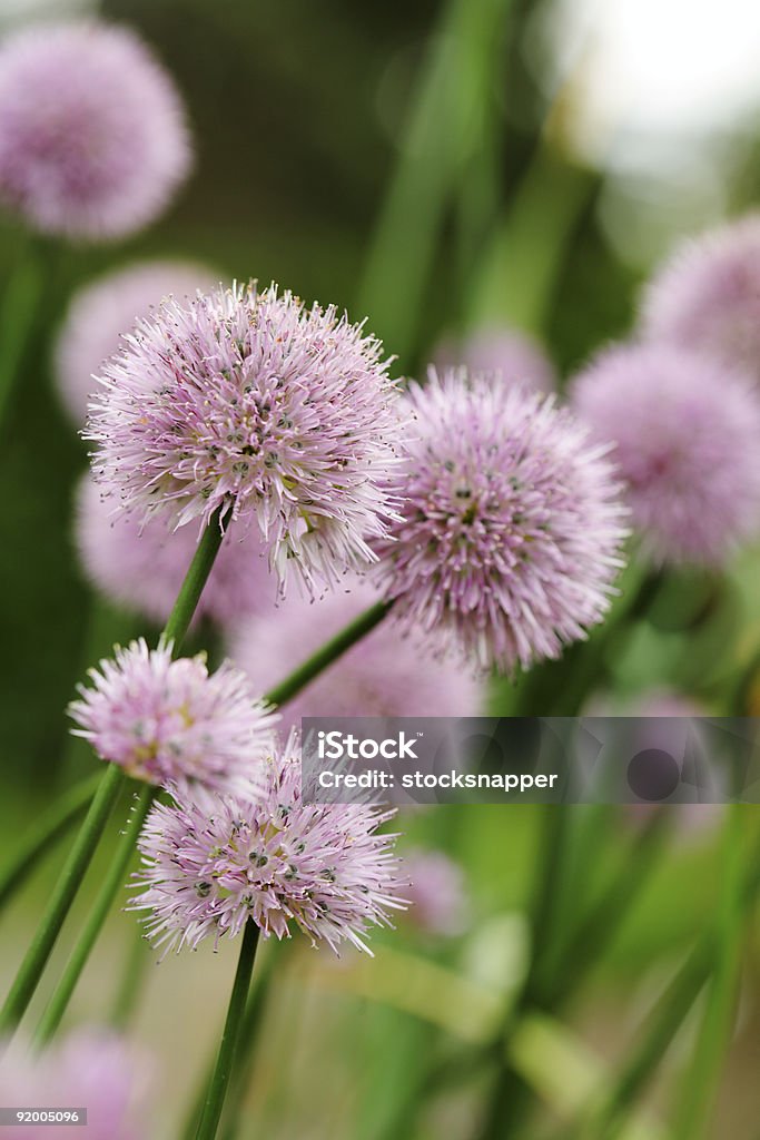 Ciboulette - Photo de Ail - Liliacées libre de droits