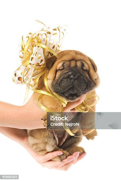 Photo libre de droit de Lhomme Tenant Une Belle Sharpei Puppie Hadns banque d'images et plus d'images libres de droit de Chien - Chien, Adulte, Amitié