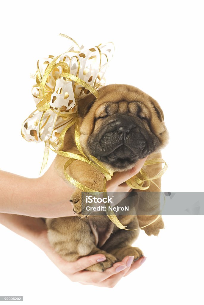 Ludzka hadns gospodarstwa piękny sharpei puppie - Zbiór zdjęć royalty-free (Pies)