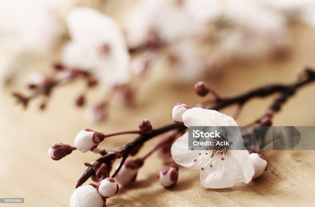 Flores de Primavera - Royalty-free Botânica - Ciência de plantas Foto de stock