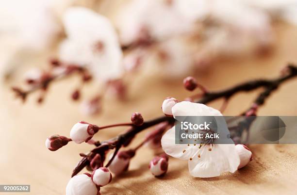 Flores De Primavera - Fotografias de stock e mais imagens de Botânica - Ciência de plantas - Botânica - Ciência de plantas, Botão - Estágio de flora, Branco