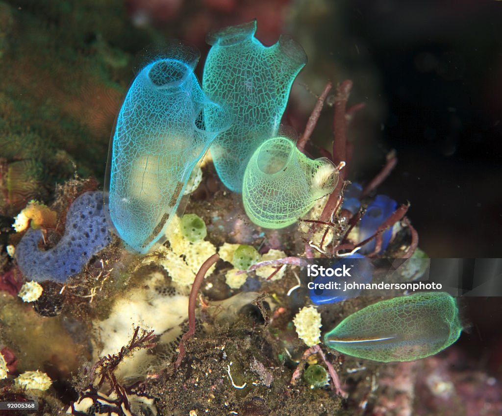 Tunicates  Sea Squirt Stock Photo
