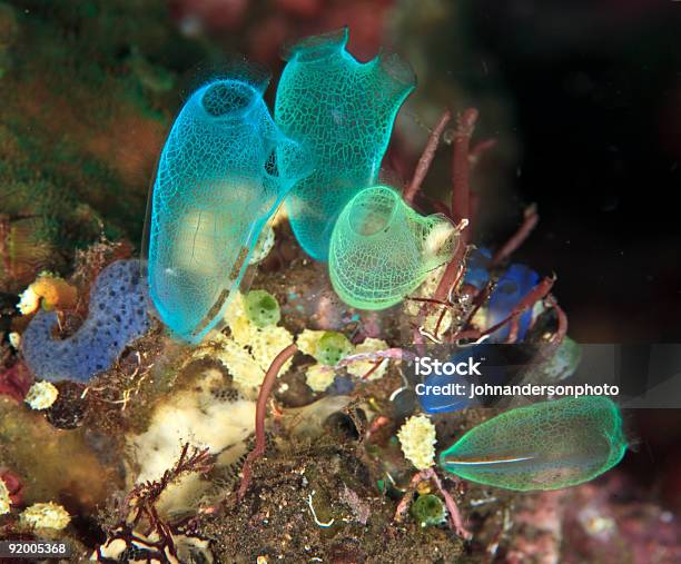 Tunicates Stock Photo - Download Image Now - Sea Squirt, Filter Feeder, Sea