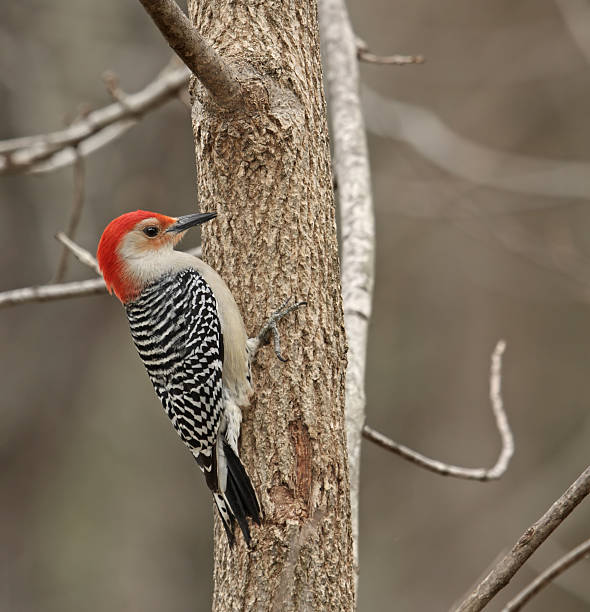 istock Red-bellied Woodpecker 92005557