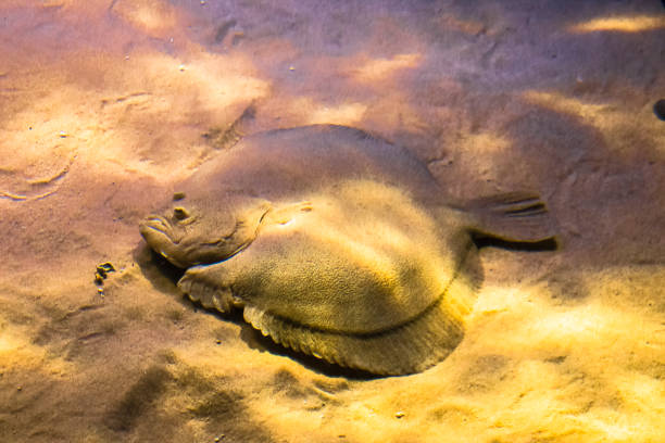 pesce di mare piatto passeggino nella sabbia e nello sfarfallio della luce - passera foto e immagini stock